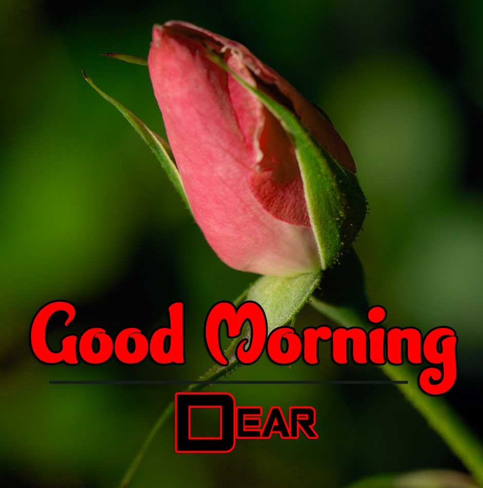 Flower Free Good Morning Pics Download