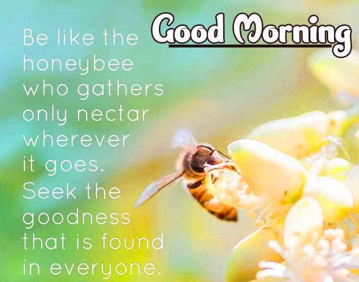 English Thought Good Morning Images Pics Wallpaper Free Download 