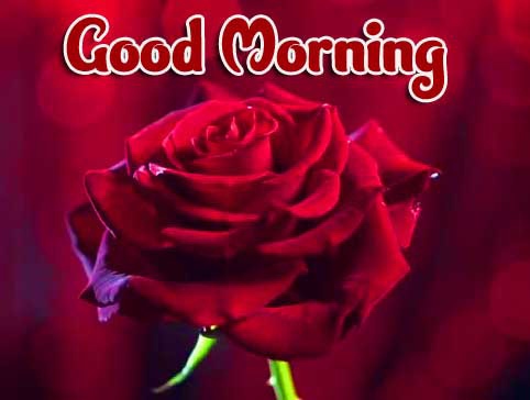 1080p Good Morning Wallpaper photo With Rose 