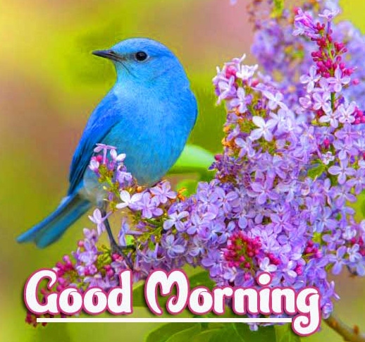 1080p Good Morning Wallpaper Free Download With Bird 