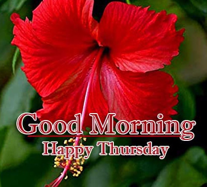 Good Morning Thursday Images Photo for Facebook 