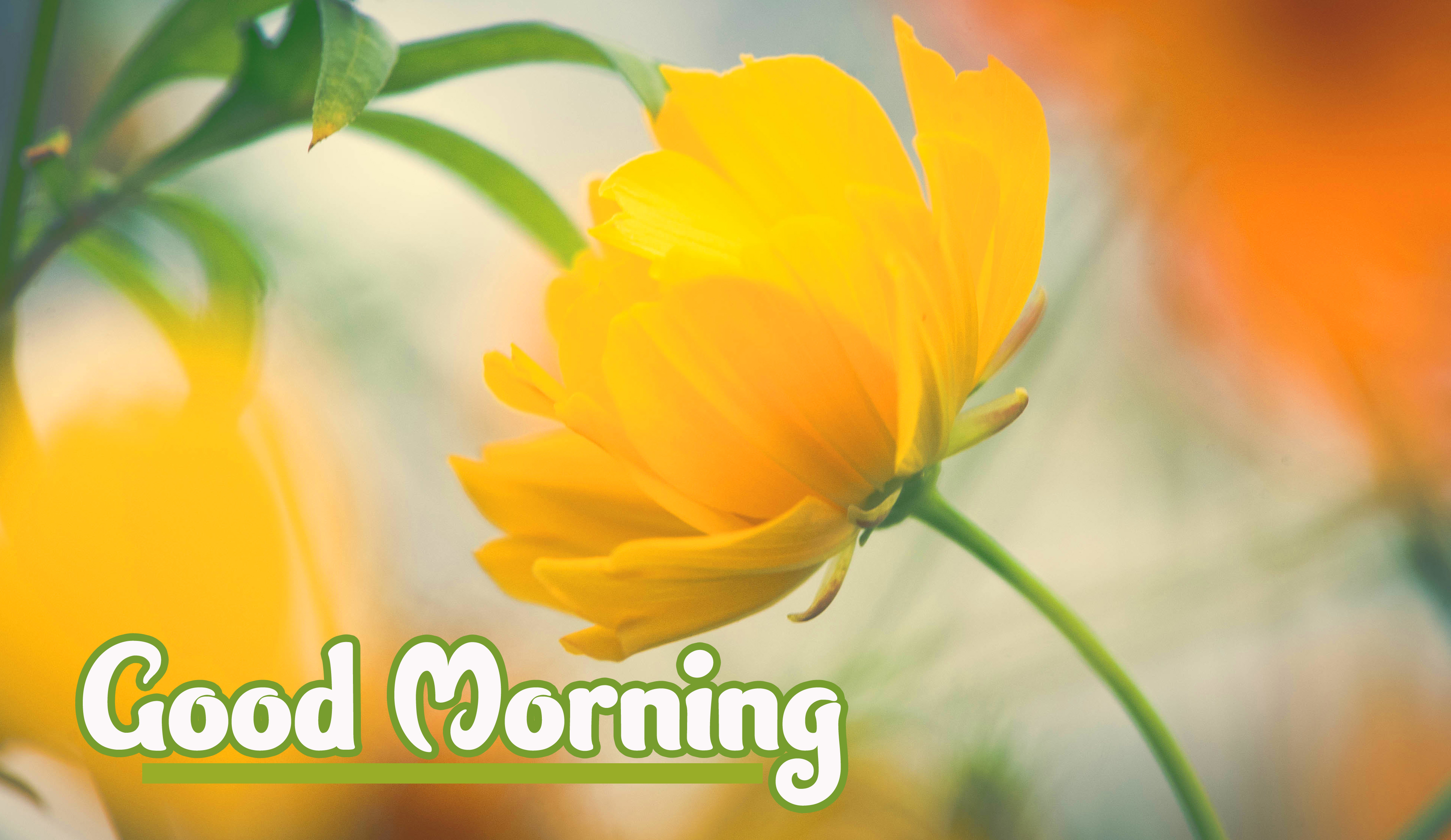 Yellow Flower Good Morning Wallpaper Pics Download 