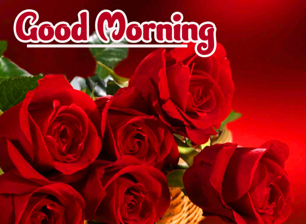 Rose Free Good Morning Wallpaper Pics Download 