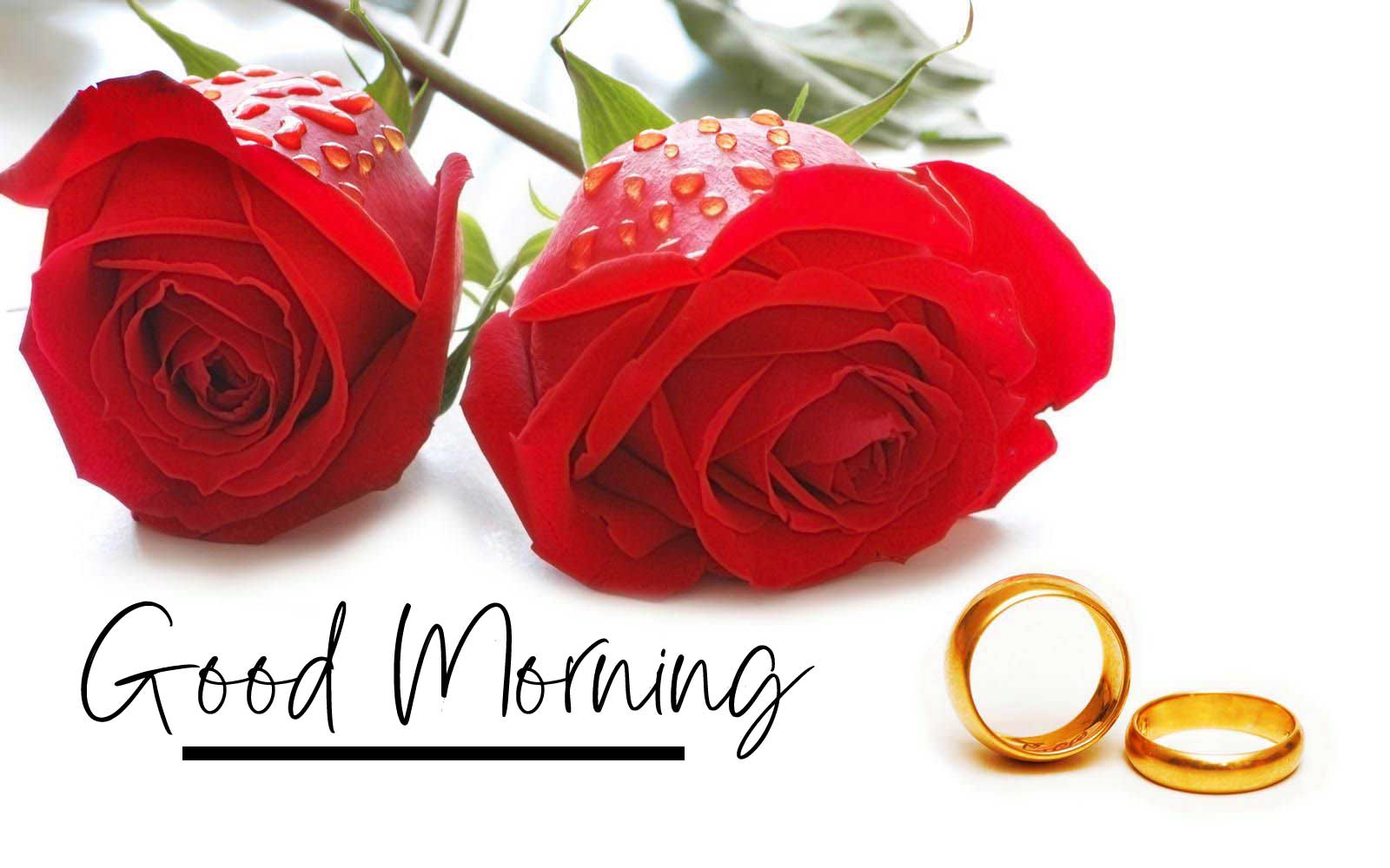 Beautiful for Girlfriend Red Rose Good Morning Wallpaper Free Download 