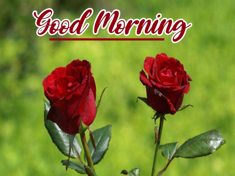 Beautiful for Girlfriend Red Rose Good Morning Pics Download 