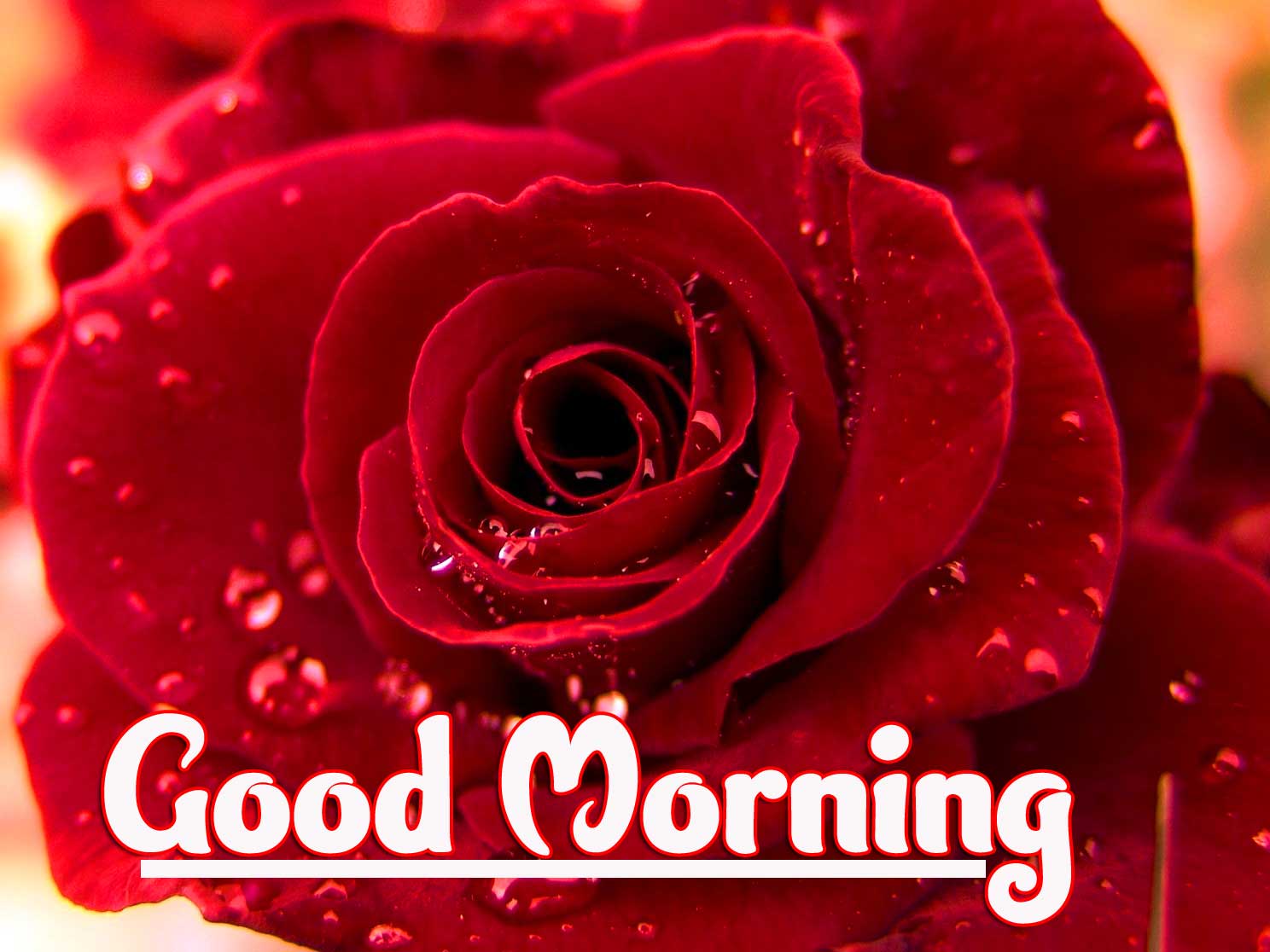 Beautiful Red Rose Good Morning Photos Wallpaper Free 