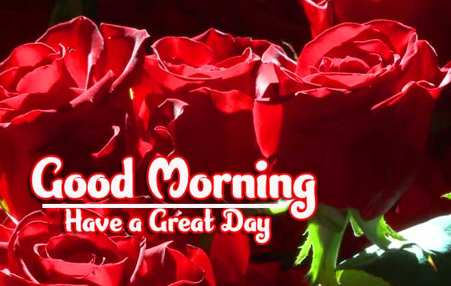 Beautiful Red Rose Good Morning Photos Pics Download 