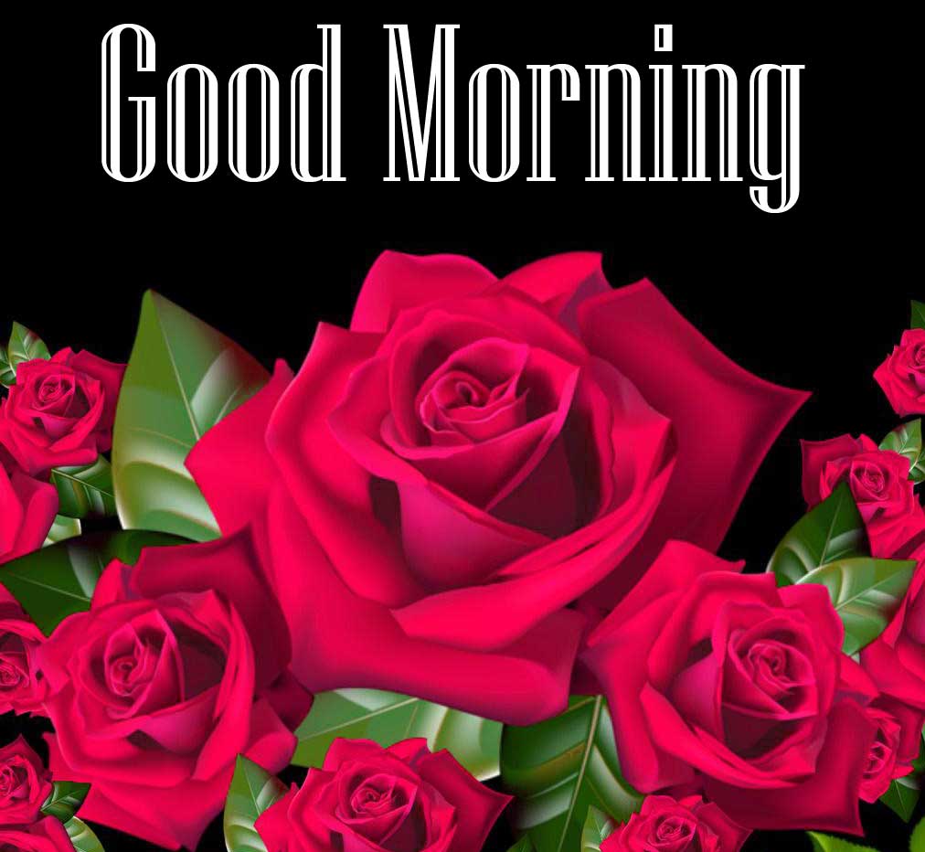Beautiful Red Rose Good Morning Photos Wallpaper Free Download 