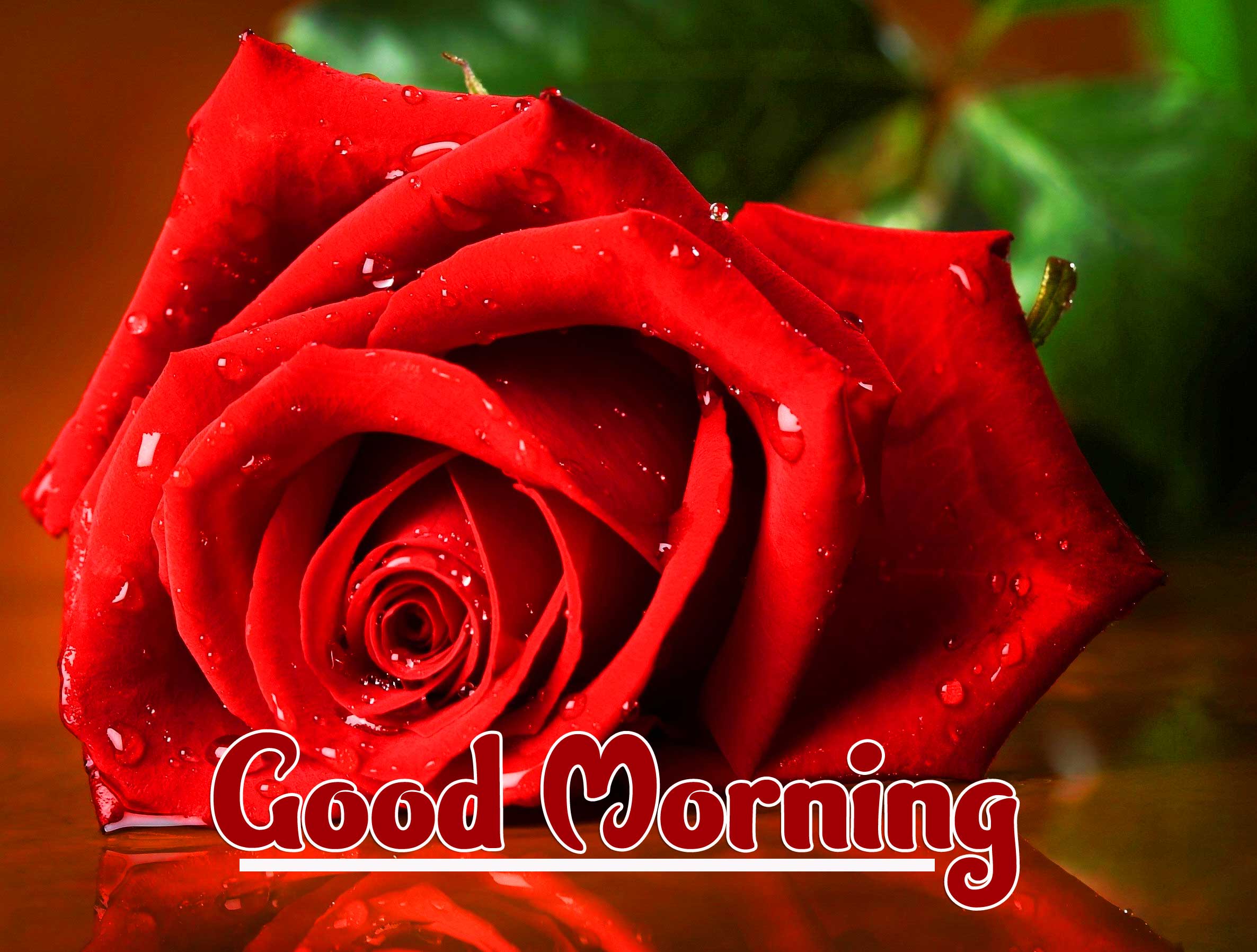 Beautiful Red Rose Good Morning Photos Pics Free Latest Download 