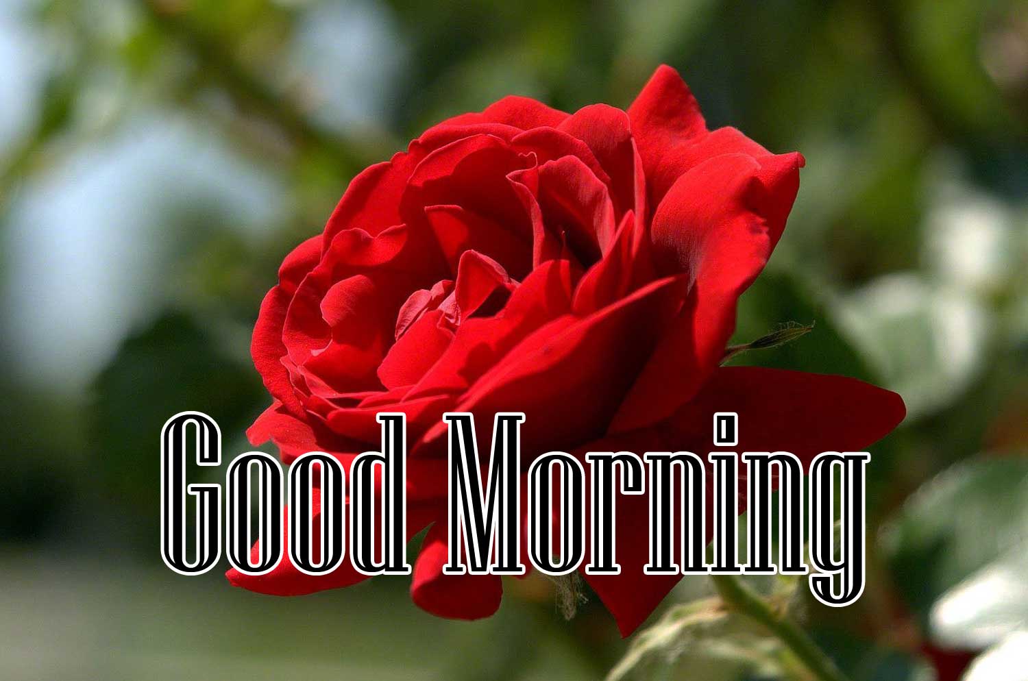 Beautiful Red Rose Good Morning Photos Wallpaper Free Download