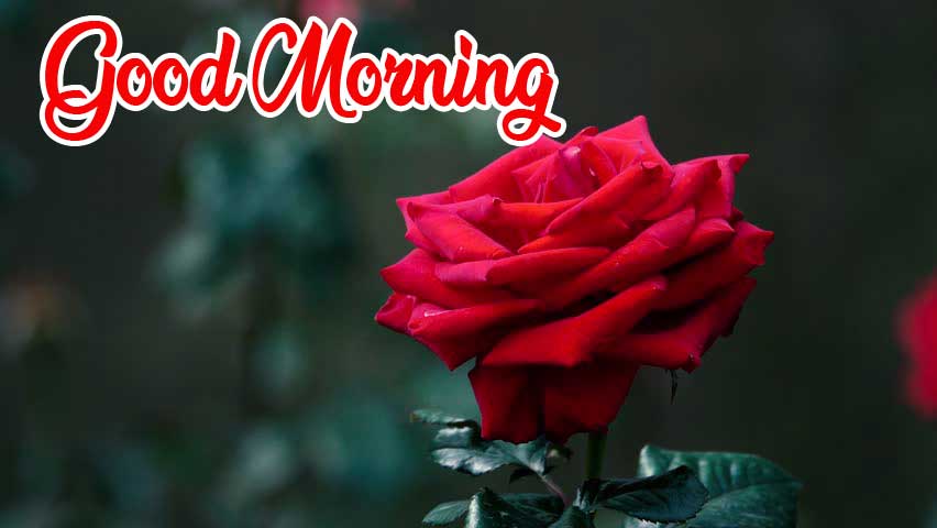 Beautiful Red Rose Good Morning Photos Pics New Download 