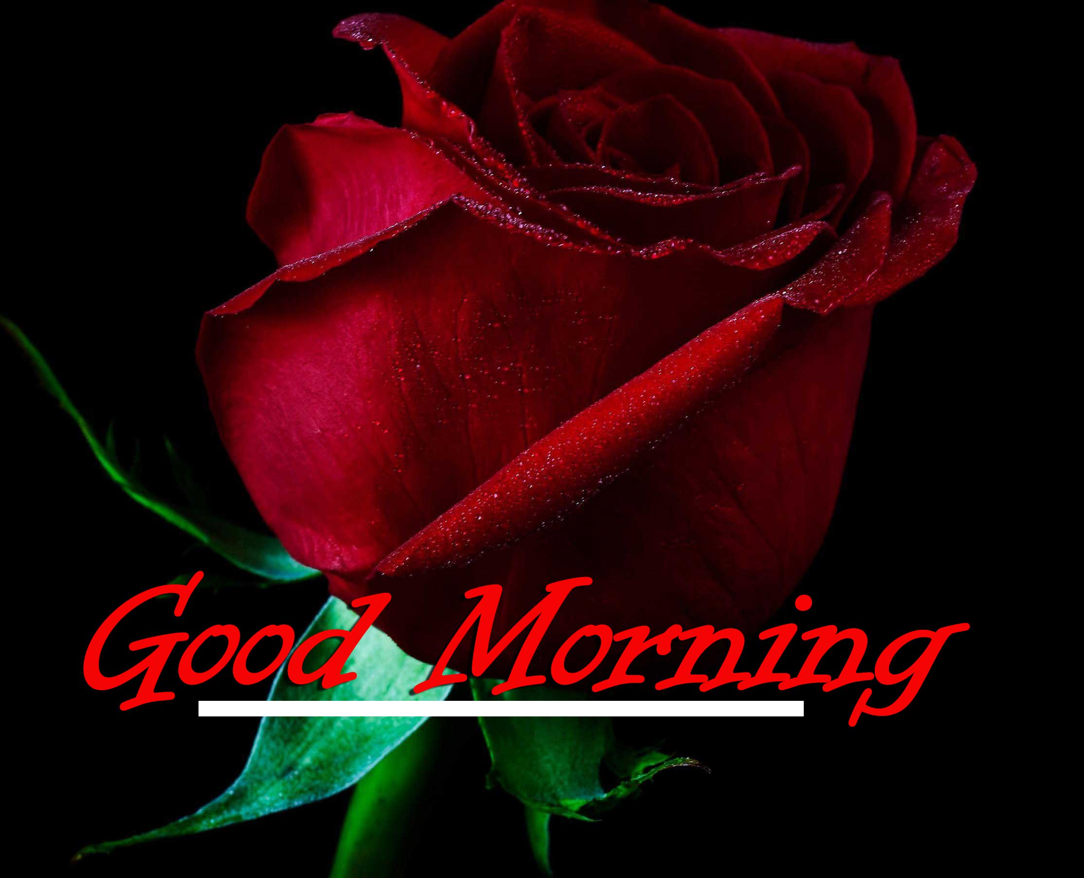 Beautiful Red Rose Good Morning Photos Pics Free Top Download 