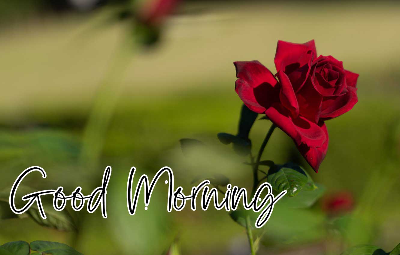 Beautiful Red Rose Good Morning Photos Pics Free Download 
