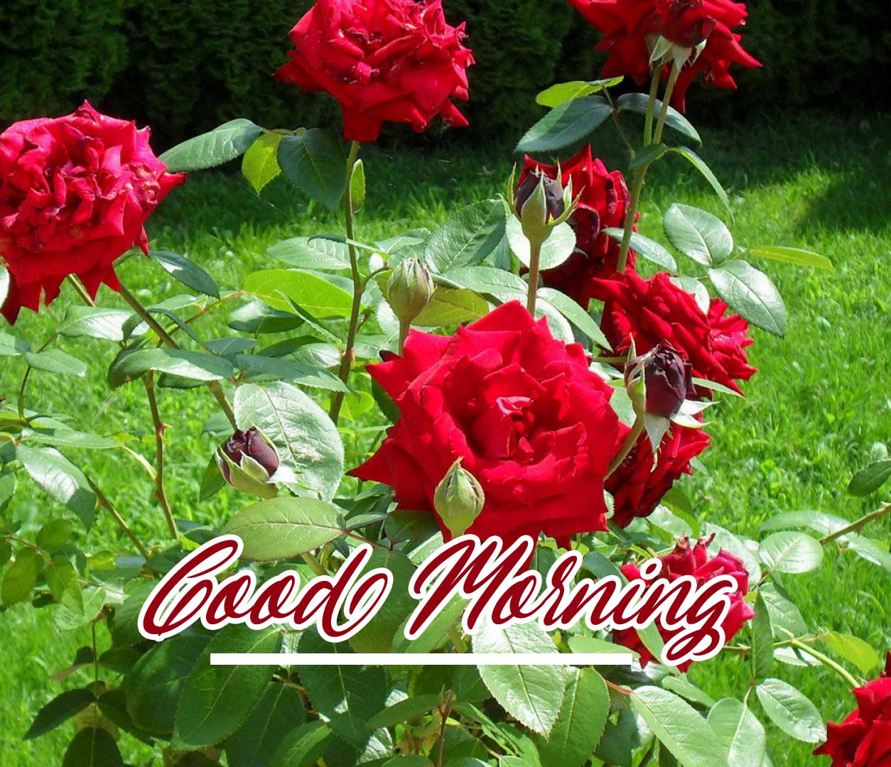 Beautiful Red Rose Good Morning Images Free 