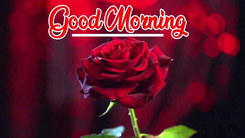 Red Rose Good Morning Photos Wallpaper for Facebook