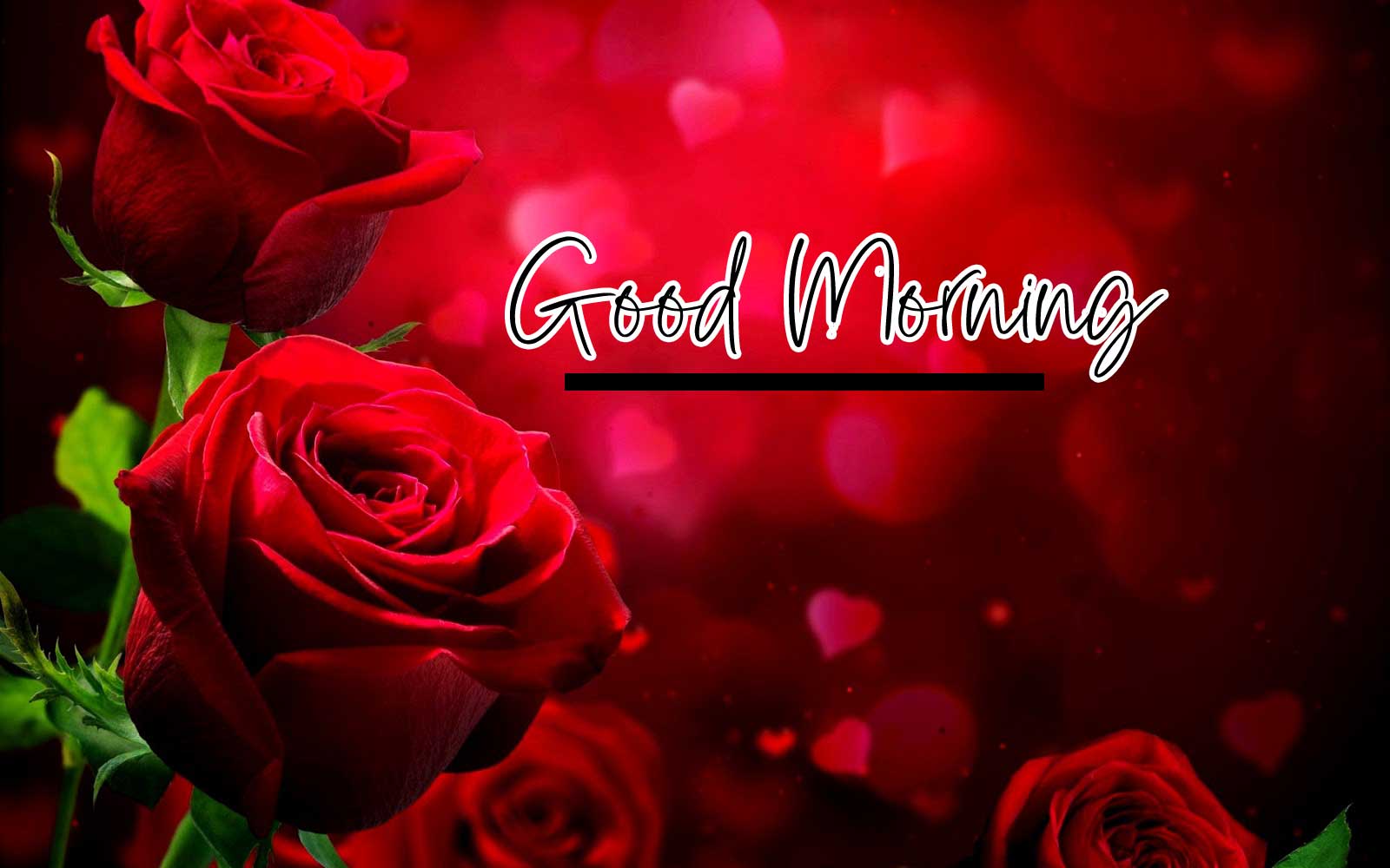Beautiful Red Rose Good Morning Pics Wallpaper Latest Download 