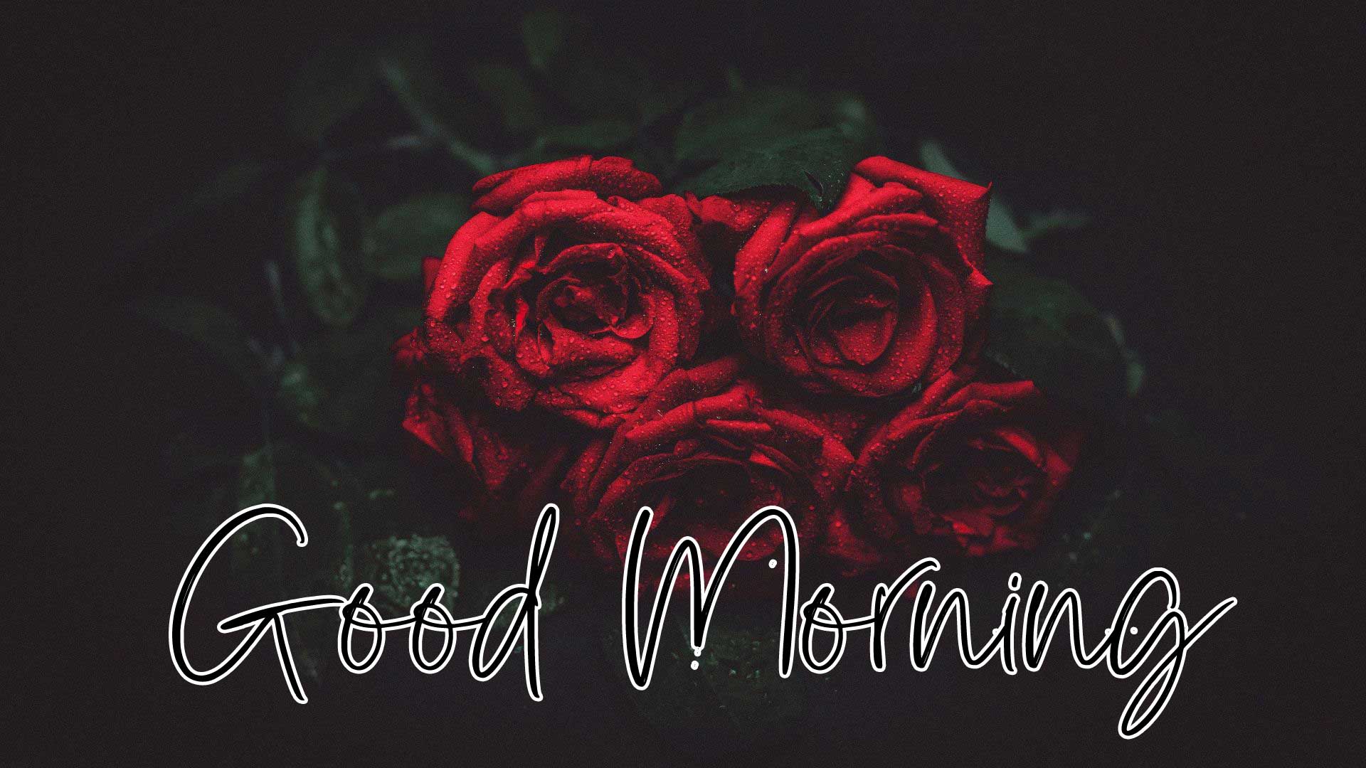 Beautiful Red Rose Good Morning Wallpaper Pics Download 
