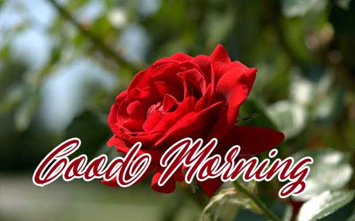 Beautiful Red Rose Good Morning Wallpaper Free Download 