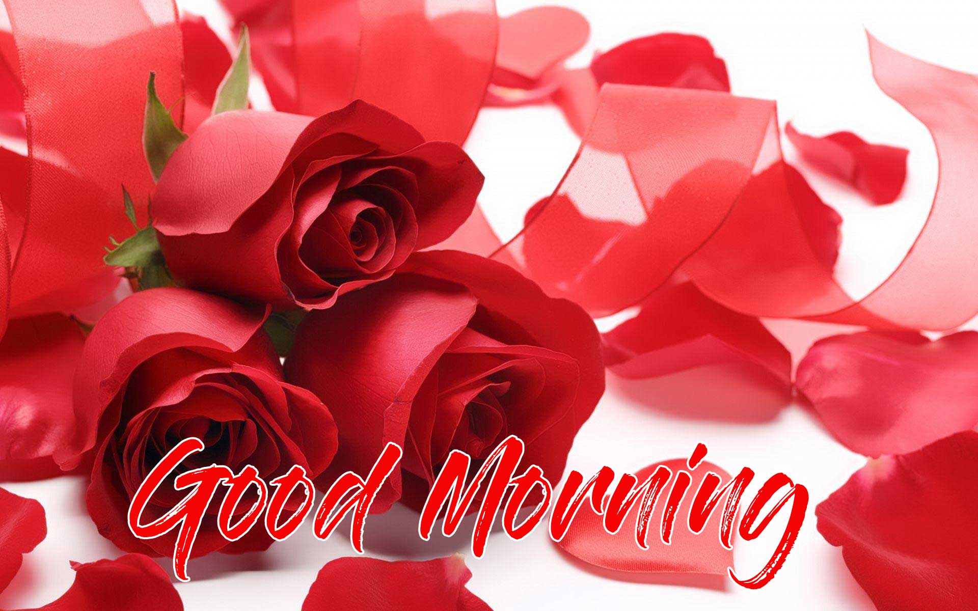 Beautiful Red Rose Good Morning Pics Free HD Download 