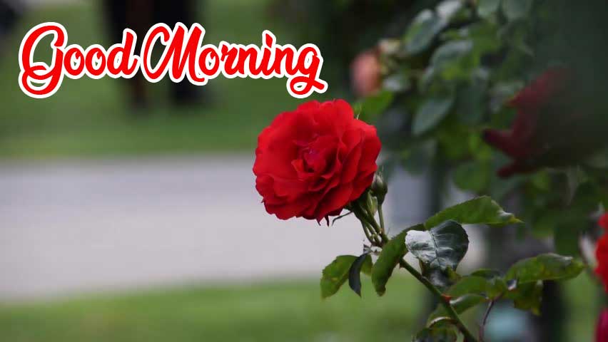 Beautiful Red Rose Good Morning Pics Free Download 