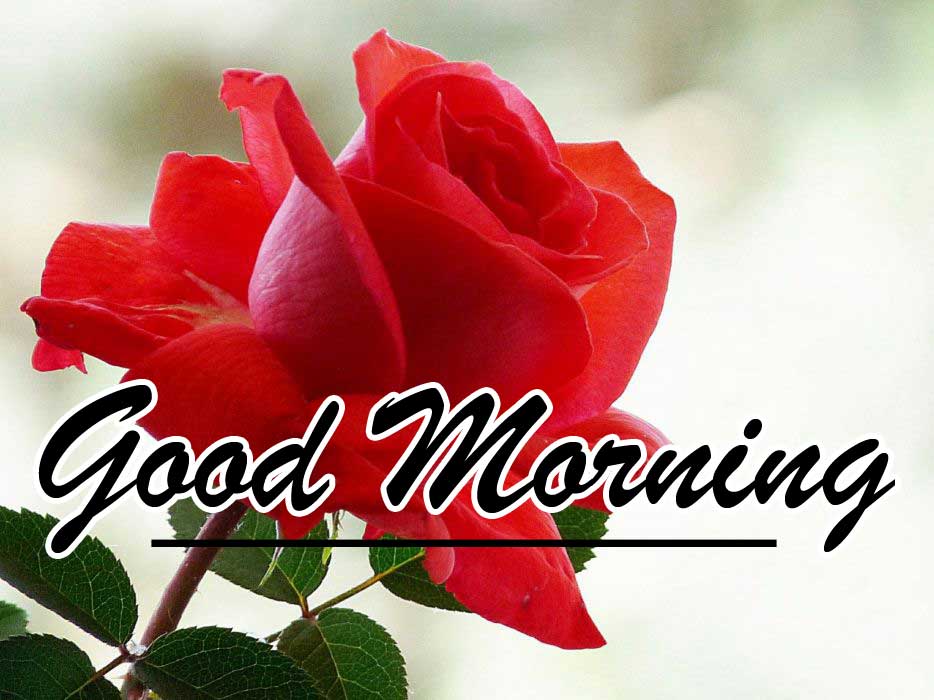 Beautiful for Girlfriend Red Rose Good Morning 