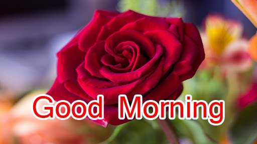 Beautiful for Girlfriend Red Rose Good Morning Pics Images Download 