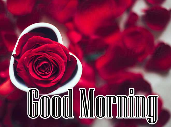 Beautiful for Girlfriend Red Rose Good Morning Pics photo Download 
