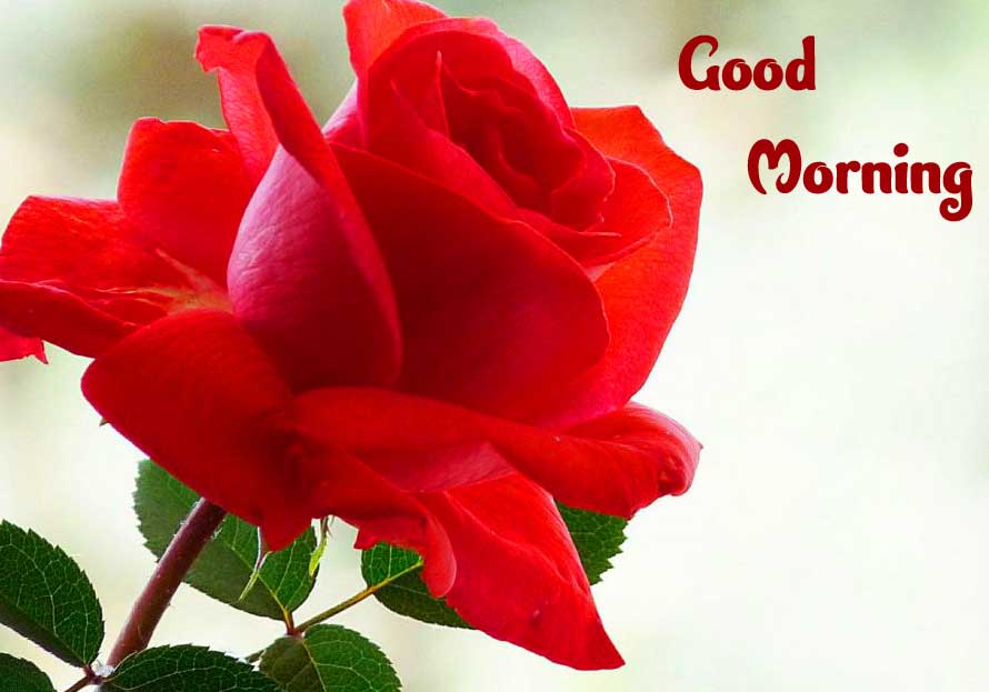 Beautiful Red Rose Good Morning Photos