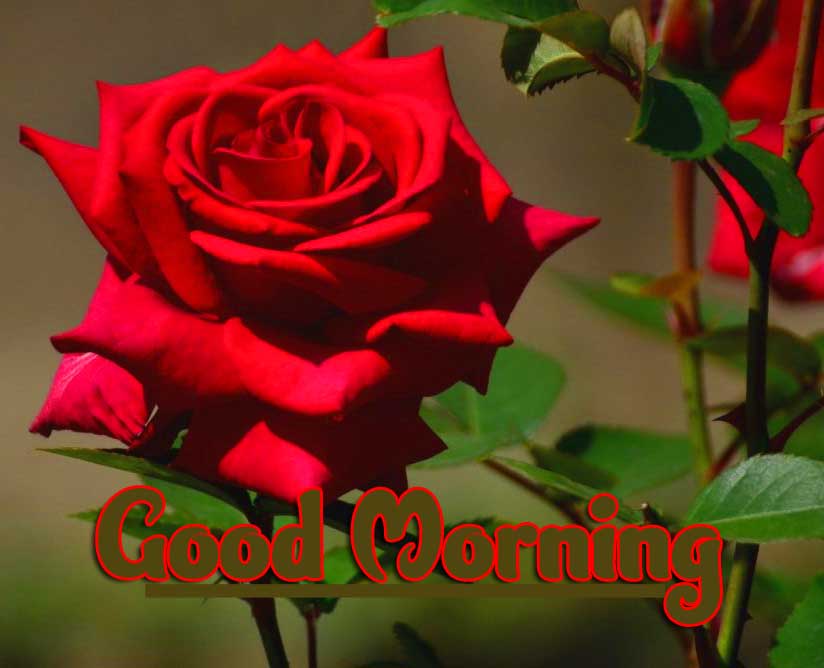 Beautiful Red Rose Good Morning Photos Pics Wallpaper Download 