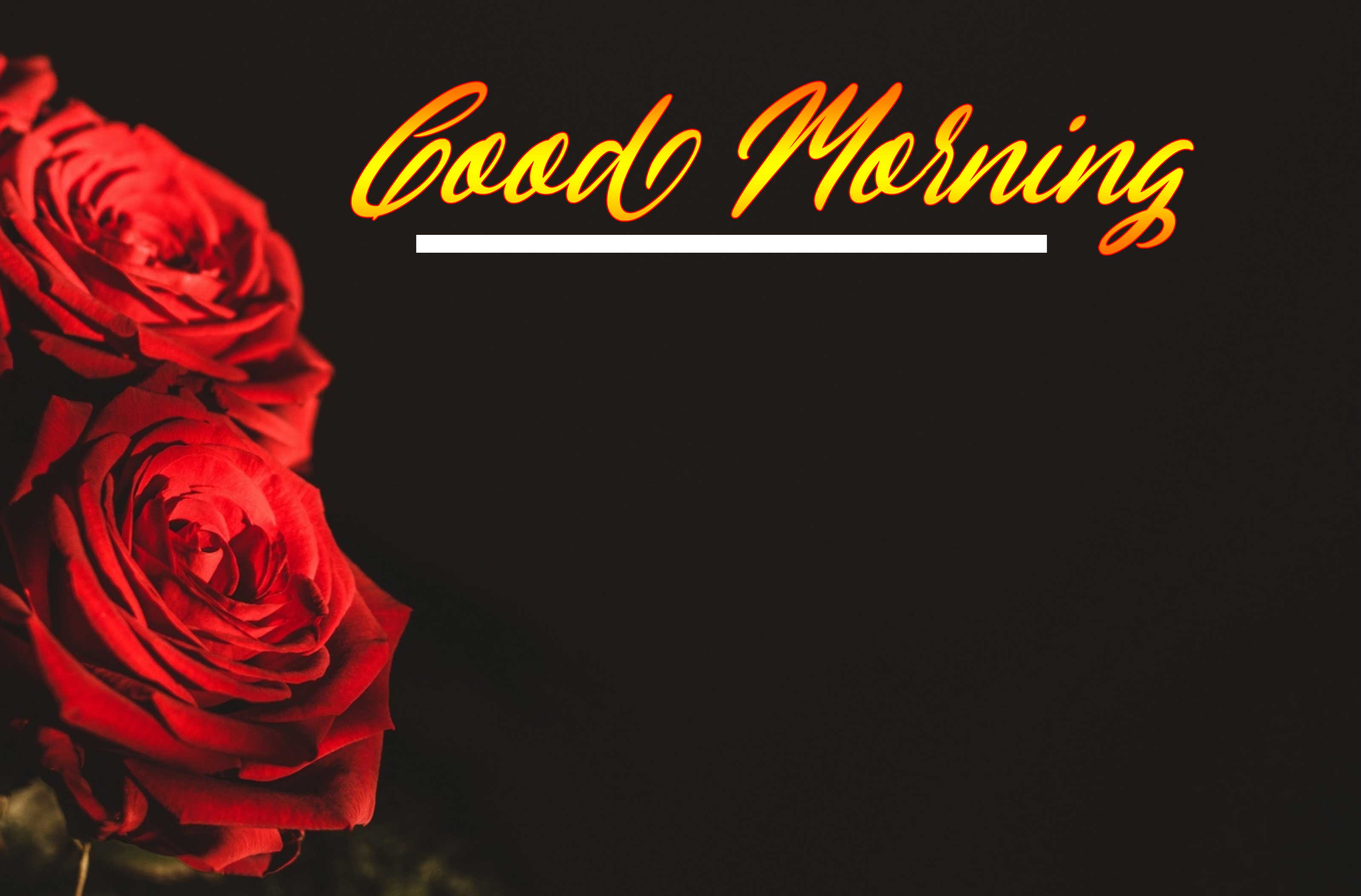 Beautiful for Girlfriend Red Rose Good Morning Pics Wallpaper Download 