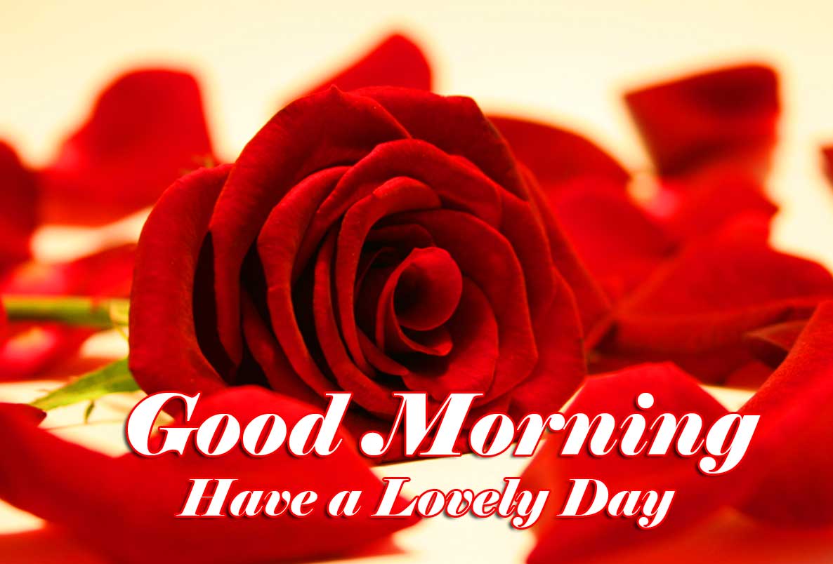 Beautiful for Girlfriend Red Rose Good Morning Pics Wallpaper Download 