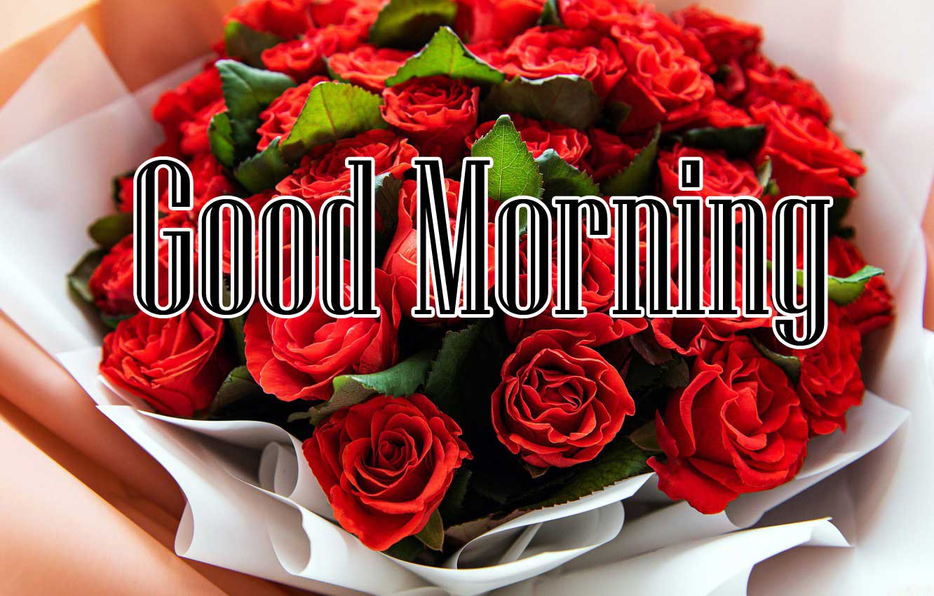 Beautiful for Girlfriend Red Rose Good Morning Pics Download Free 