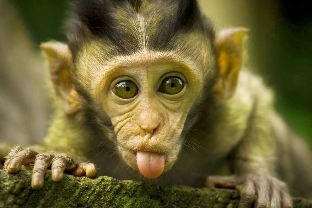 Monkey Funny Whatsaap DP Pics Download