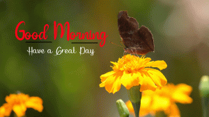New Beautiful Good Morning Images photo for download