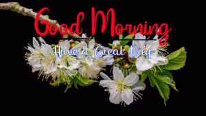 New Beautiful Good Morning Images pictures