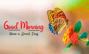 New Beautiful Good Morning Images pictures free hd