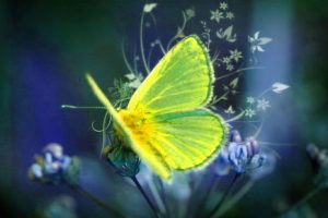 Butterfly Wallpaper Images Download HD