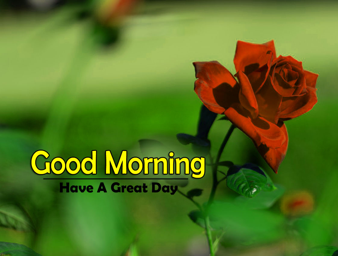 For Har Din { New } Good Morning 4k Full HD Images Download With Flower