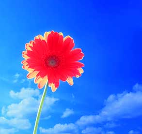 Best Flower For ProFile Images Photo