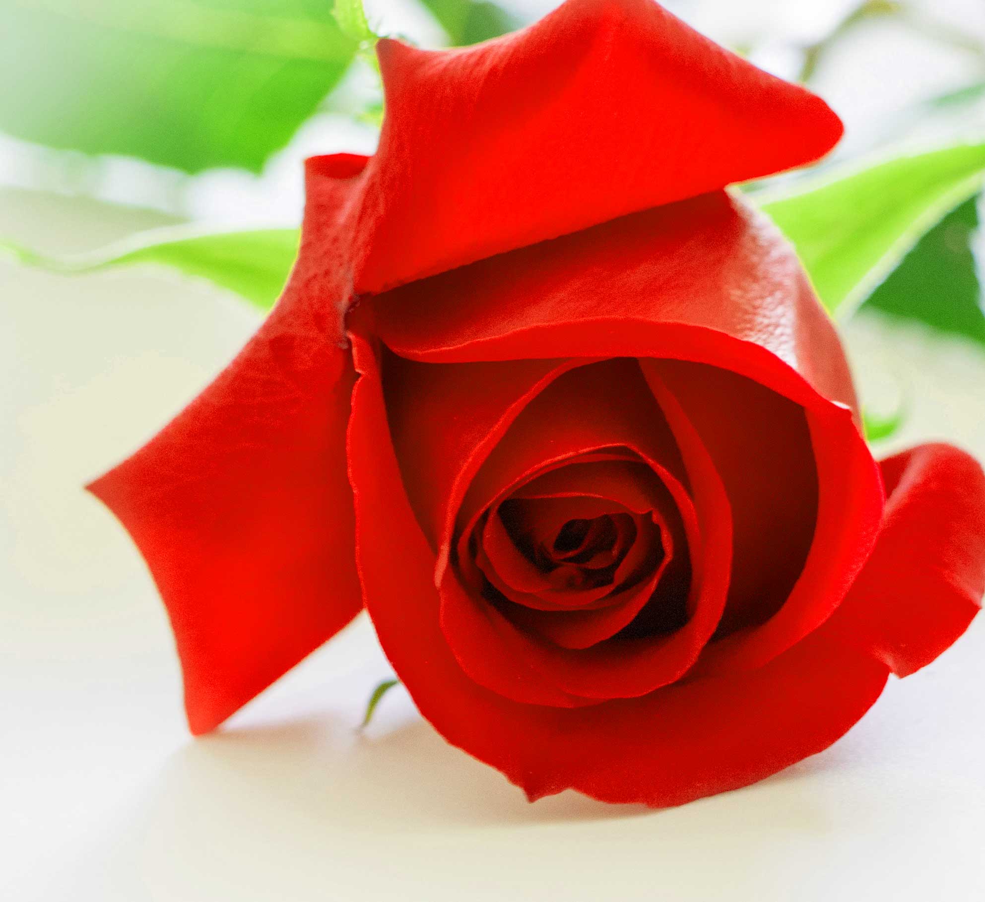 Best Flower For ProFile Pics Images