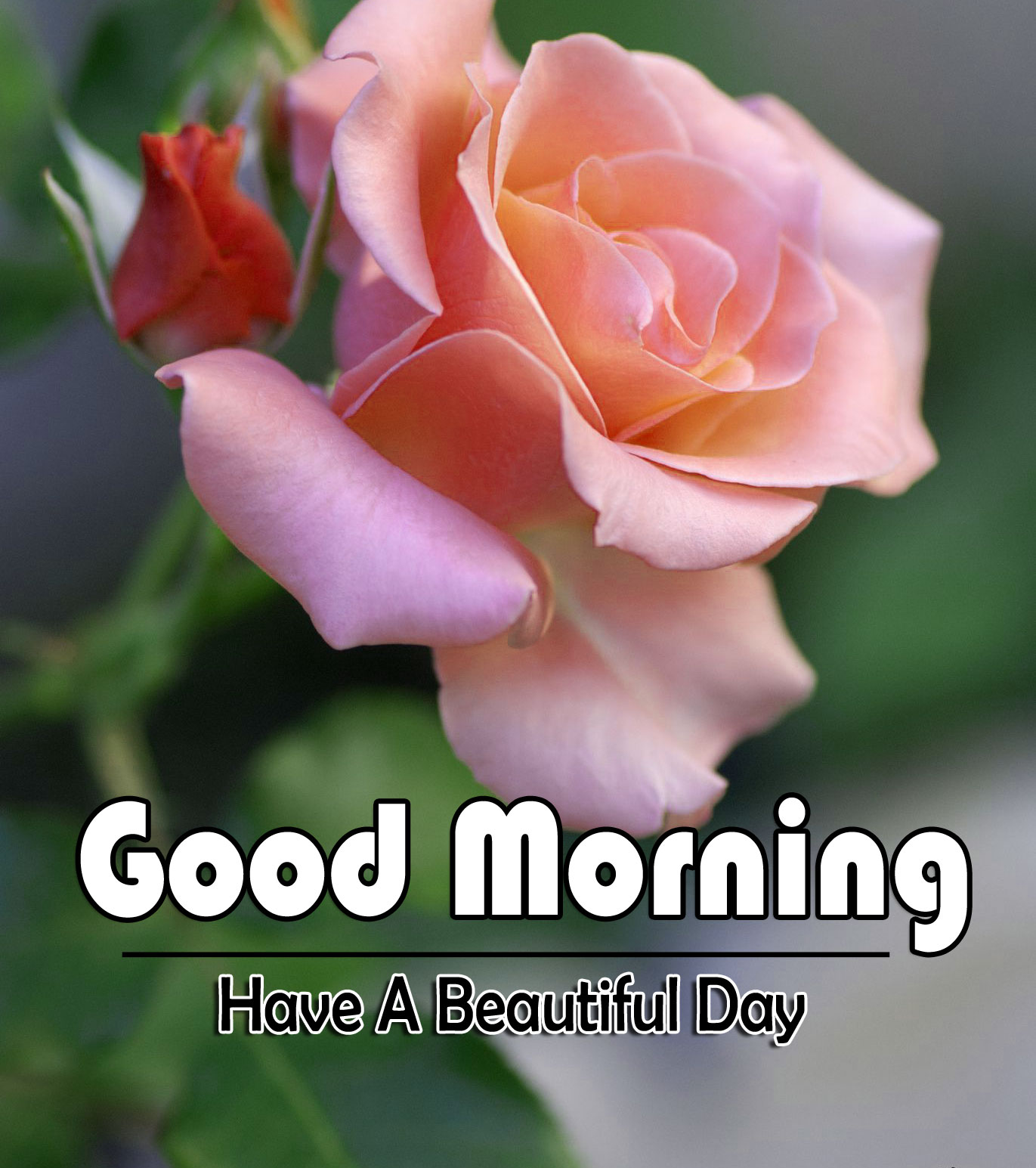 Best Quality Flower 4k Good Morning Pics Download