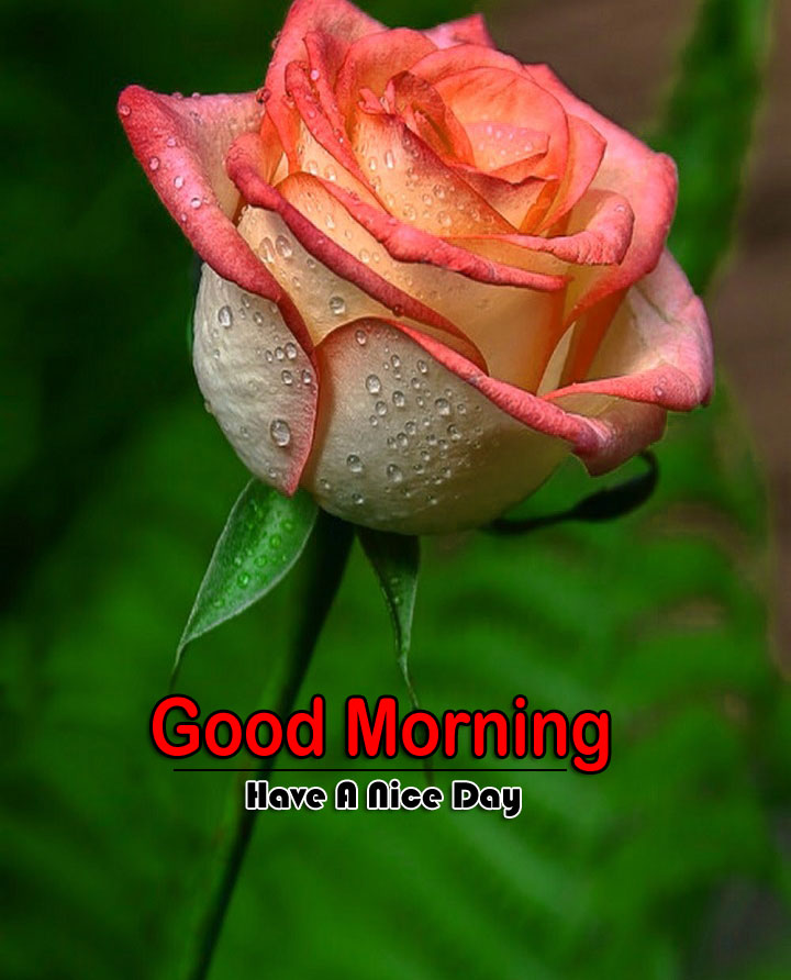 Best Quality Free Flower 4k Good Morning Images Download