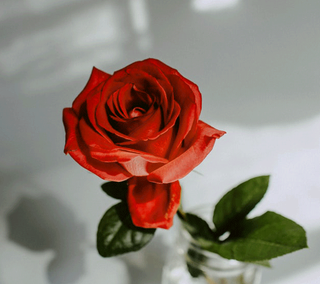 Best Rose Whatsapp DP Download Images