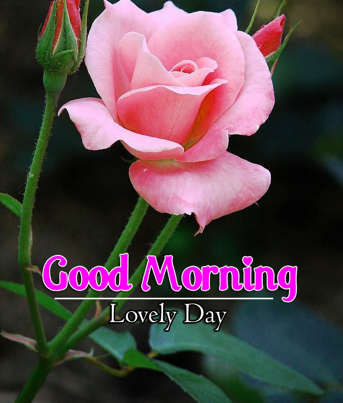 Free Latest Flower 4k Good Morning Images Download