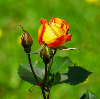 Hd Latest Rose Whatsapp DP Images