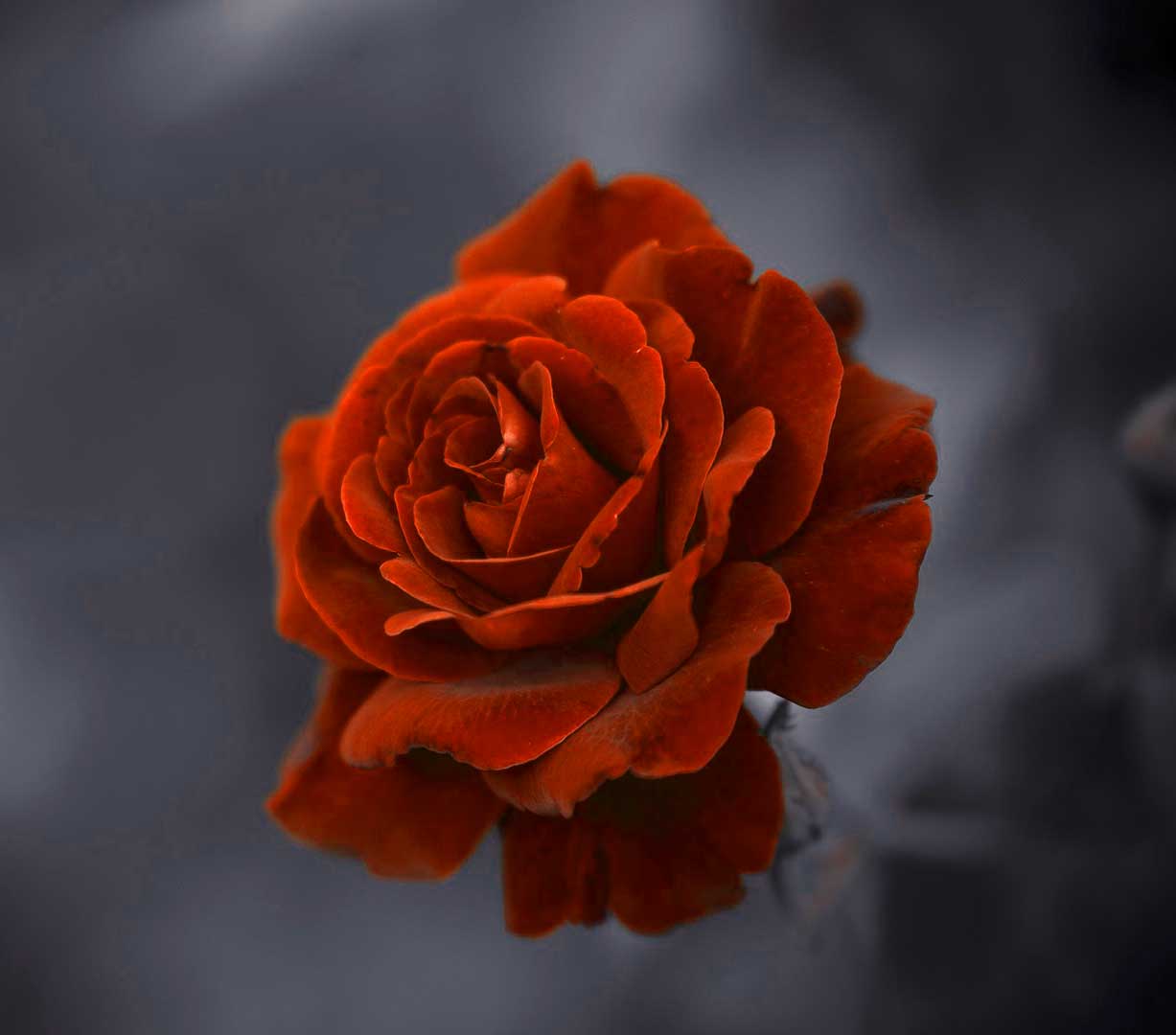 Latest Flower For ProFile Images Pics