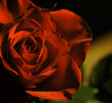 Rose Whatsapp DP Photo Pictures