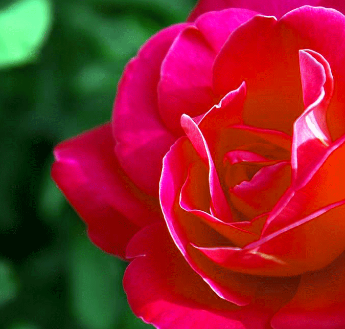 Rose Whatsapp DP Pictures Free