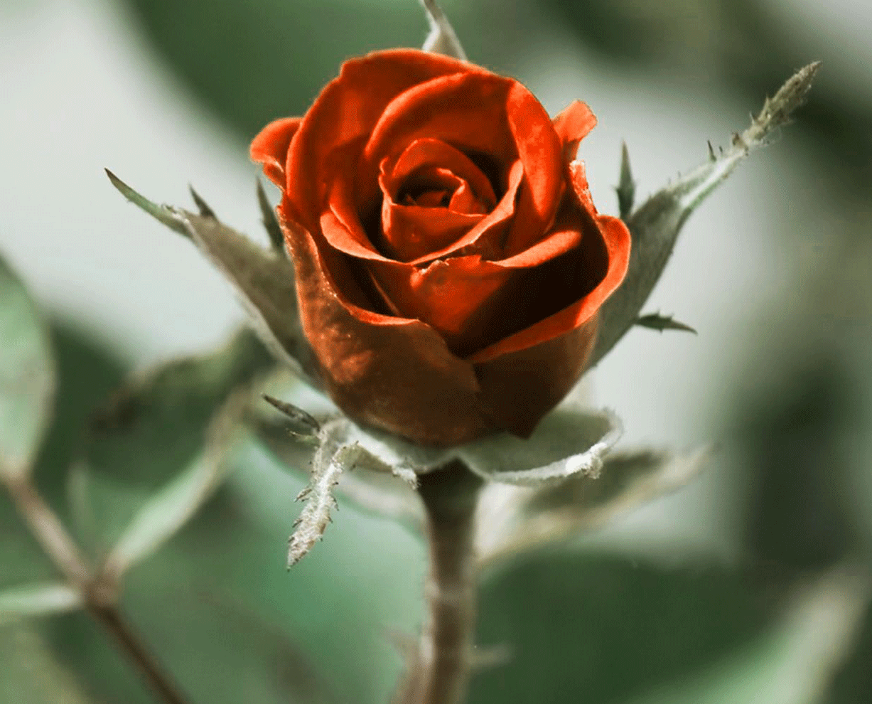 Rose Whatsapp DP Pictures