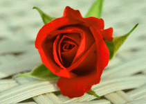 598+ Flower Rose Whatsapp DP Images Download for Love & Girlfriend